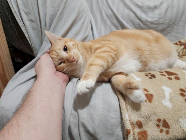 A ginger tabby cat rests on a bed, cuddled against a person&rsquo;s hand, looking calmly at the camera.