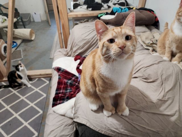 A ginger-and-white cat sits on a bed inside a cat room, with another kitten in the background.