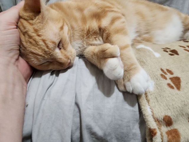 An orange tabby kitten is napping while being gently held, stretched out on a blanket with paw and whiskers relaxed.