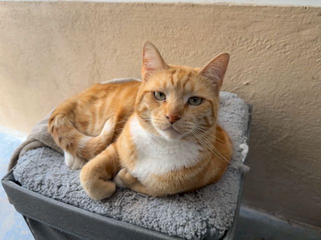 A ginger tabby cat lounges on a gray cushion by a wall, looking at the camera.