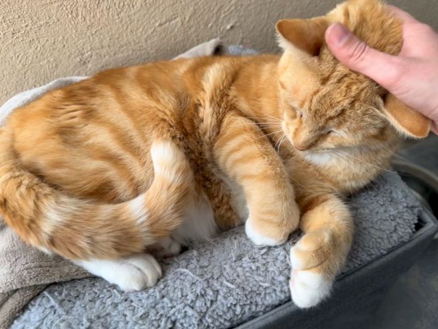An orange tabby cat naps on a couch while a hand gently scratches its head.