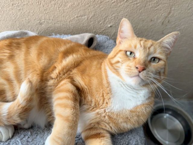 An orange tabby cat rests on a mat near a water bowl, looking up with a relaxed, curious expression.
