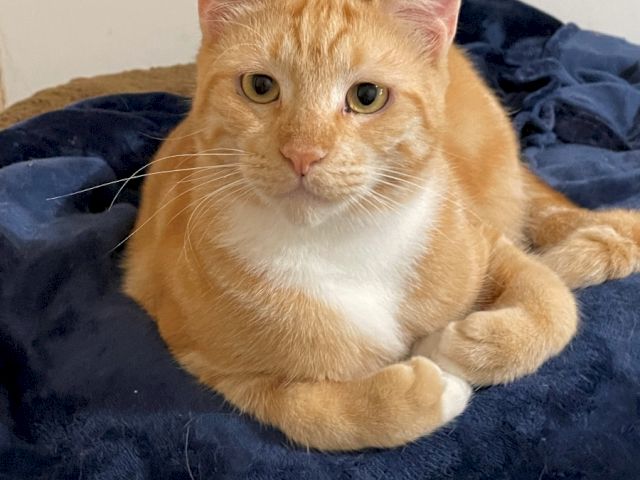 A ginger tabby cat lounges on a dark blue blanket, with wide eyes and a relaxed, cozy pose.