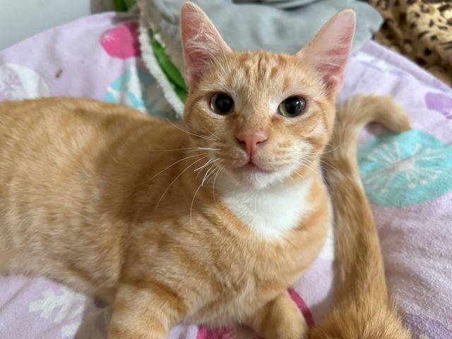 A cute orange tabby cat with big eyes lounges on a colorful blanket, staring at the camera.