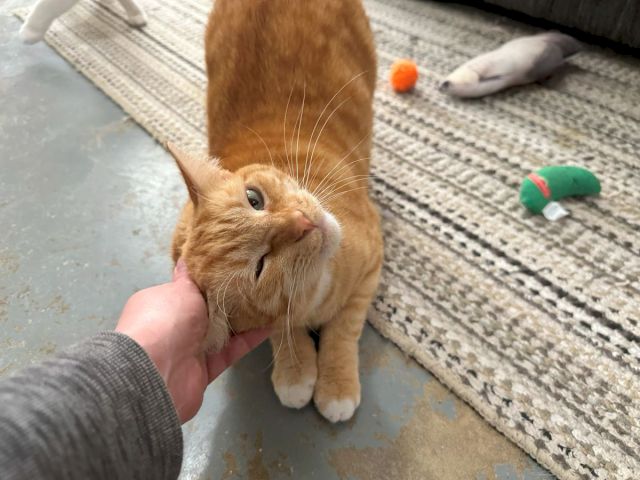 A ginger cat sits calmly as a hand holds it on a carpet, with chew toys scattered nearby.