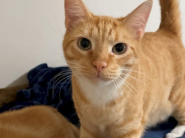 An orange tabby cat with big eyes sits on a couch, looking up curiously.
