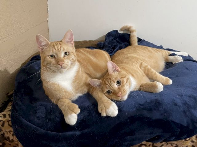Two orange tabby cats sprawl on a blue blanket, one lounging while a smaller kitten peers from underneath.