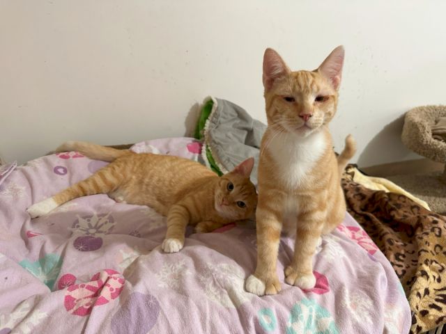 Two ginger cats cuddle on a bed&mdash;one standing alert, the other lying down among blankets and toys.