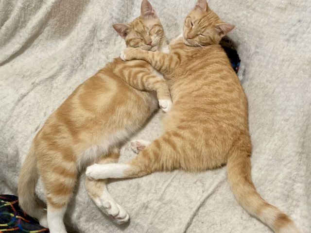 Two ginger kittens are cuddled up together, sleeping peacefully on a gray blanket.
