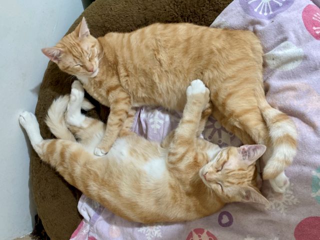 A cozy orange tabby cat cuddles with two kittens on a blanket, all taking a nap together.