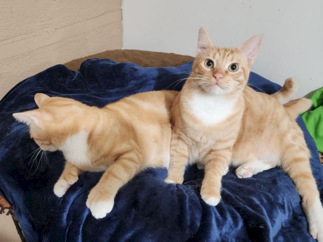 Two orange-and-white kittens cuddle on a blue blanket, with one sitting up and looking at the camera.
