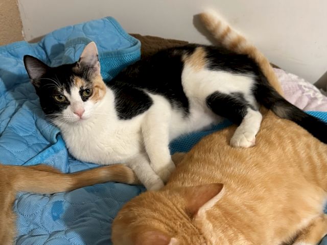 A calico cat lounges on a bed as an orange kitten rests nearby and another black-and-white cat stretches in the background.