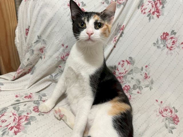 A calico-and-white cat lounges on a floral blanket, staring up with big green eyes.