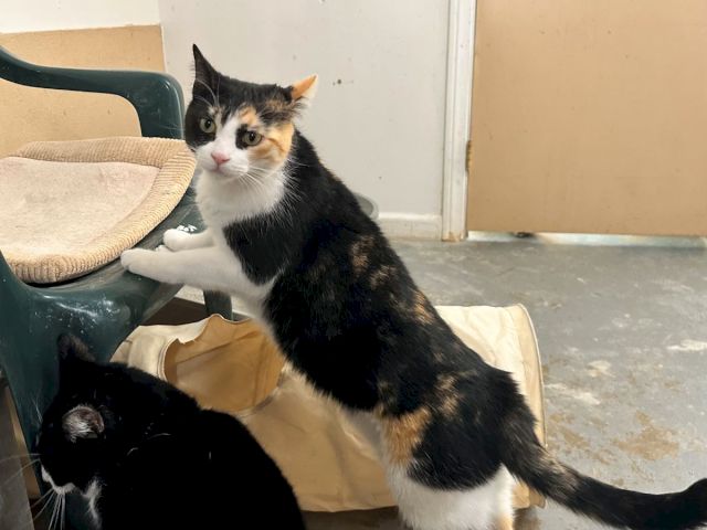 A calico kitten sits on a paper bag beside a black cat, looking at the camera in a room corner.