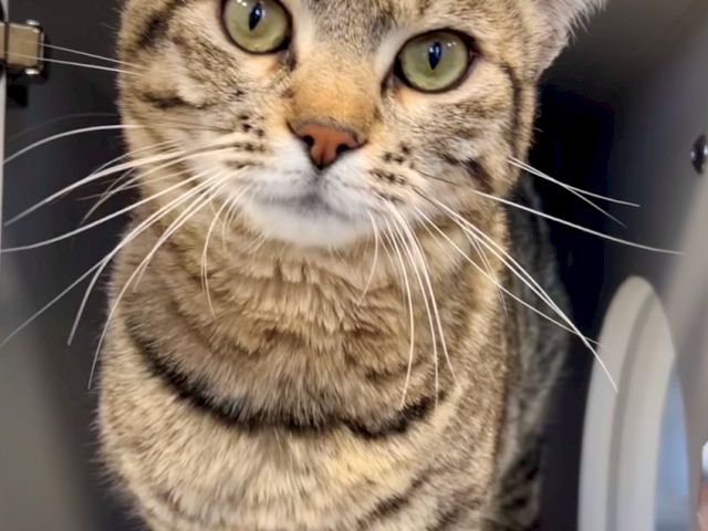 A tabby cat with big green eyes looks up from a carrier, whiskers splayed and paws raised, as if begging for attention.