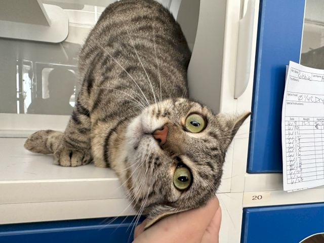 A tabby cat with big green eyes is being held inside a pet kennel beside a feeding chart.