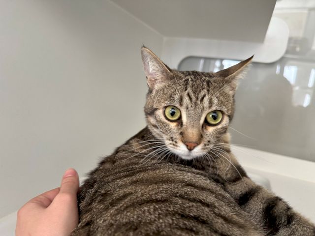 A tabby cat with big green eyes is being gently petted indoors near a white bathtub.