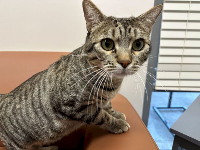 A curious gray tabby cat with big green eyes sits on a table indoors.