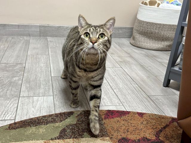 A gray tabby cat sits on a tiled floor indoors, staring at the camera.