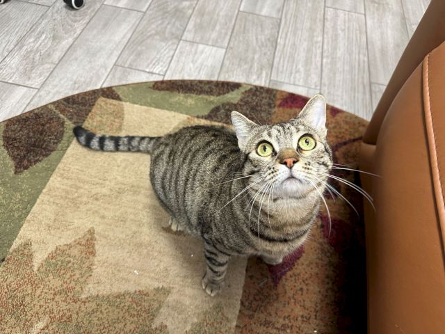 A curious gray tabby cat lounges in a cardboard box, looking up with big yellow-green eyes.