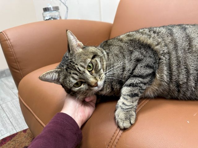 A tabby cat cuddles on a brown couch while someone&rsquo;s hand gently holds its chin, looking relaxed and curious!