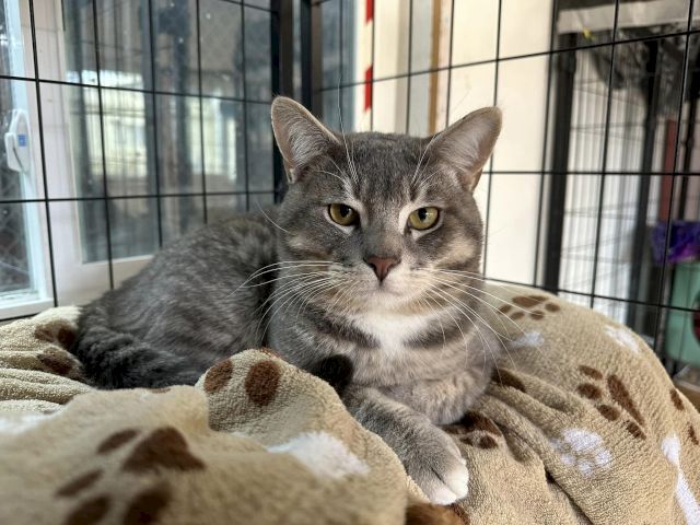 Animal Assistance League of Orange County