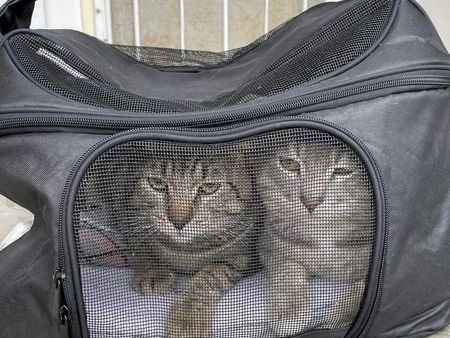 Animal Assistance League of Orange County