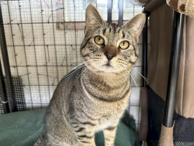 Animal Assistance League of Orange County
