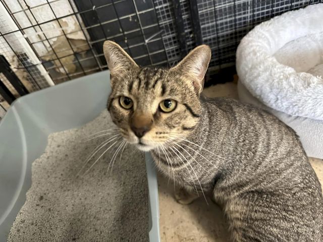 Animal Assistance League of Orange County