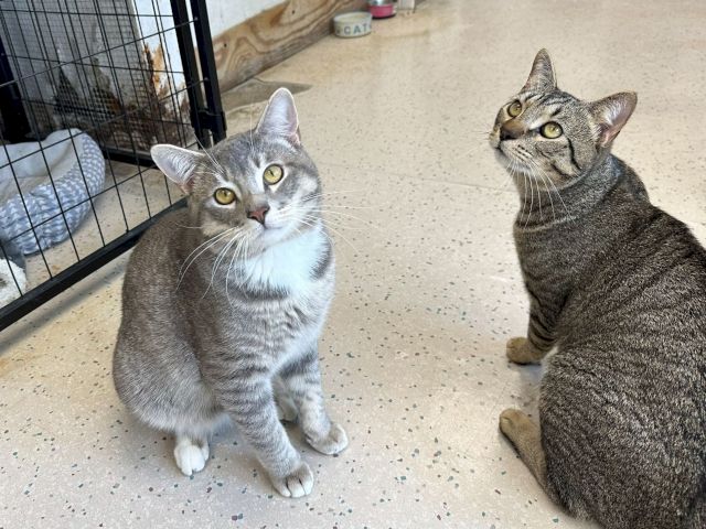 Animal Assistance League of Orange County