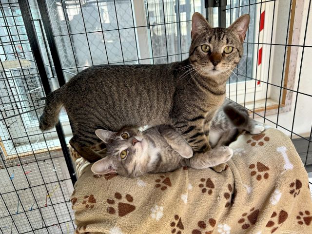 Animal Assistance League of Orange County