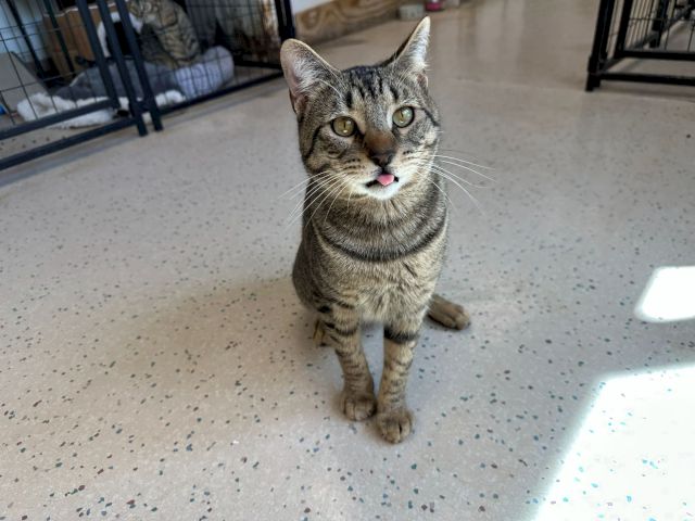 Animal Assistance League of Orange County