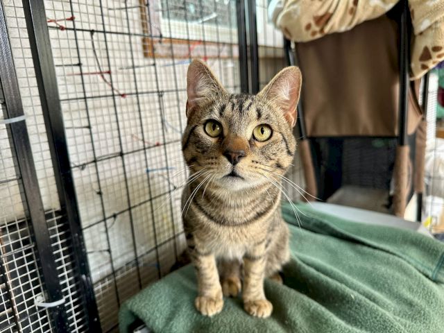 Animal Assistance League of Orange County