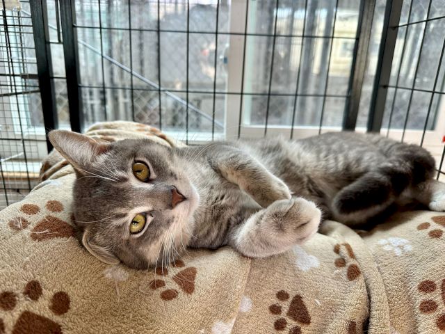 Animal Assistance League of Orange County