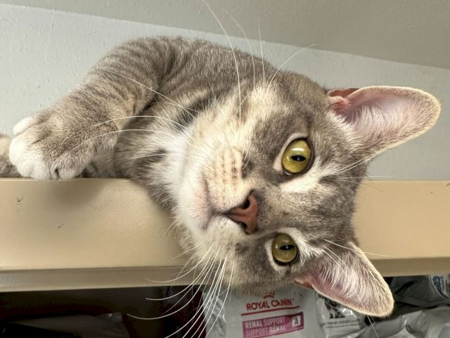 Animal Assistance League of Orange County