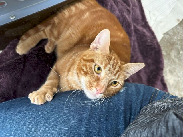 A ginger tabby cat lounges on a purple and blue blanket, peeking toward the camera with curious yellow eyes.