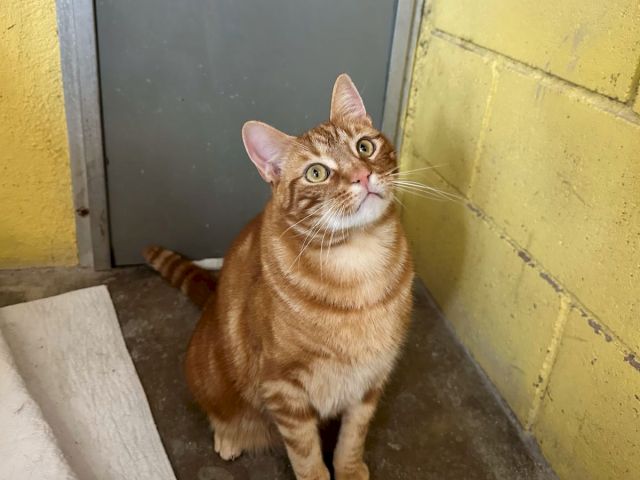 A brown-and-white tabby cat with big green eyes sits by a doorway against yellow walls, looking up curiously.