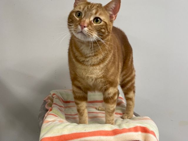 An orange tabby cat sits on a folded blanket atop a cat tree, looking curiously at the camera.