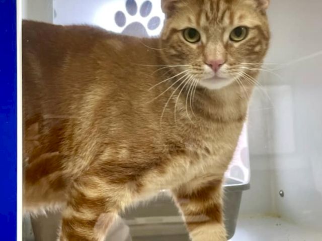 A ginger tabby cat stands in a pet carrier with paw-print decals, looking at the camera.