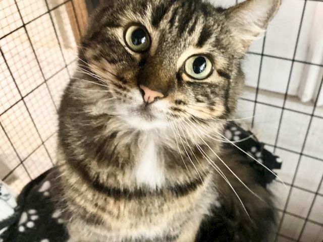 A tabby cat with big green eyes sits inside a wired enclosure, wearing a black blanket with white paw prints, and looking curious.