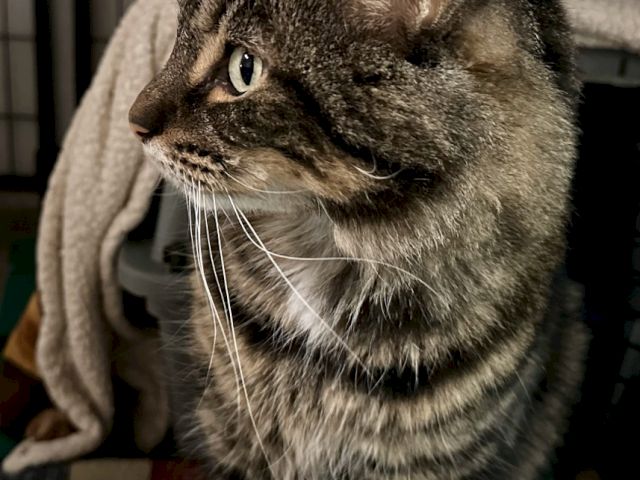 A tabby cat wrapped in a blanket on a couch, looking to the side with alert eyes.