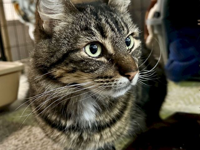 Animal Assistance League of Orange County