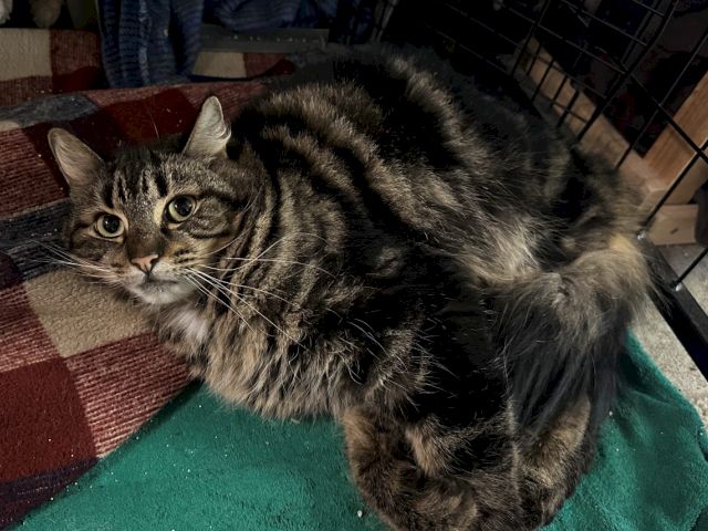 A fluffy tabby kitten lies on a green blanket beside a woven rug and a metal crate, looking up.