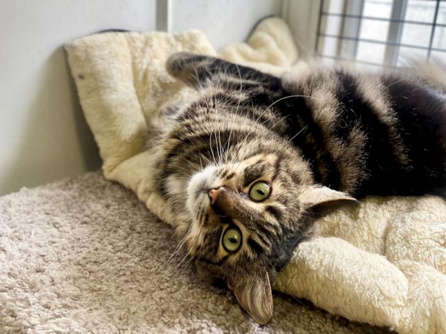 Animal Assistance League of Orange County