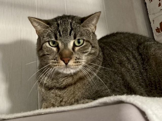 A gray tabby cat with green eyes lounges on a cushion, staring calmly at the camera.