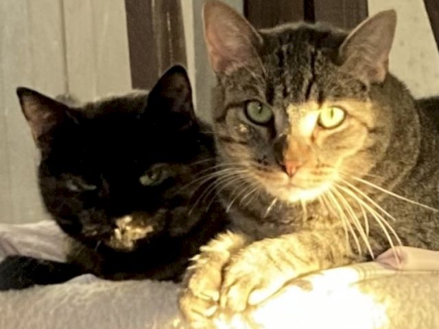 Two cats&mdash;one black and one tabby&mdash;cuddle together on a couch, looking at the camera.