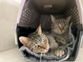Two cats curled up together in a cozy pet carrier with a blanket lining.
