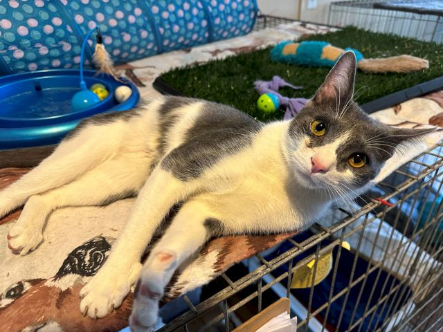 A gray-and-white cat lounges in an outdoor playpen with toys and a blue patterned canopy behind it.