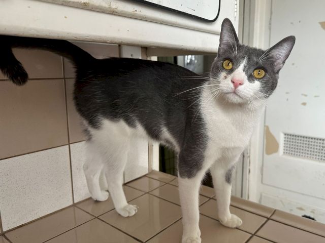 A gray-and-white cat standing by a tiled door with big yellow eyes, looking at the camera.