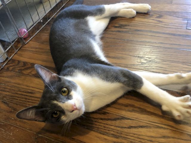 A gray-and-white kitten lying on a wooden floor, cuddling another kitten&rsquo;s paw inside a pen, looking up curiously.
